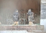 Young Harris Hawks