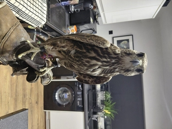 Male lugger falcon 1.4 yrs old
