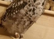 Tropical screech owl