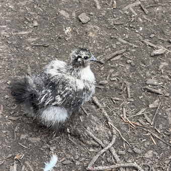 Silkie chicks mixed ages