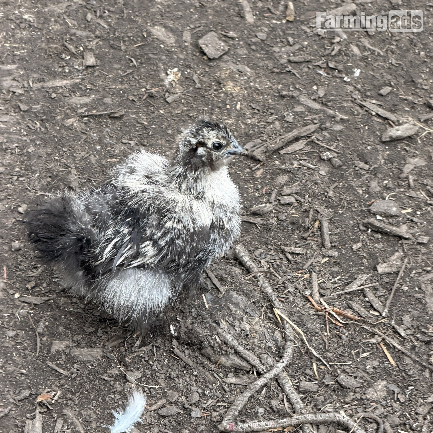 Silkie chicks mixed ages