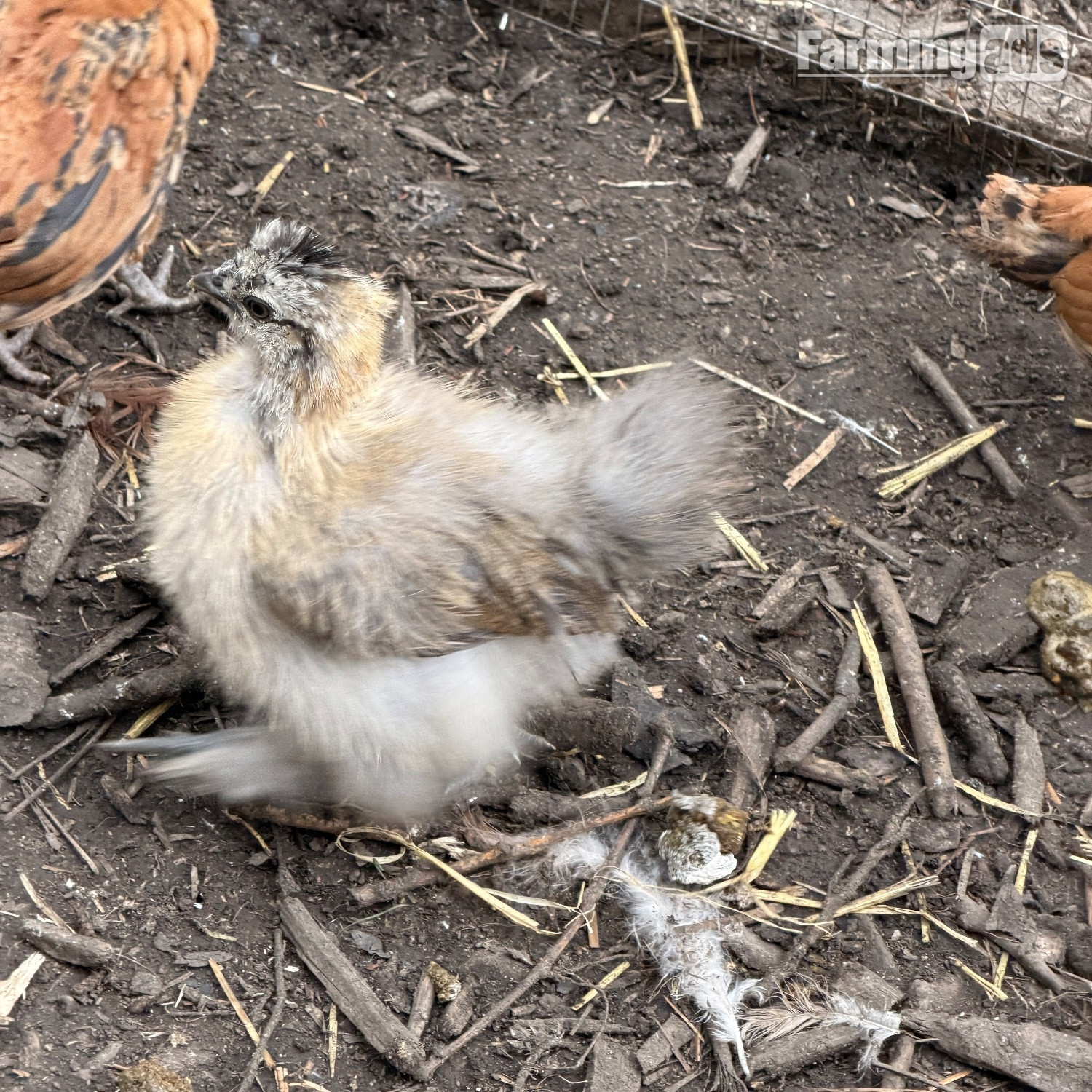  Silkie chicks mixed ages