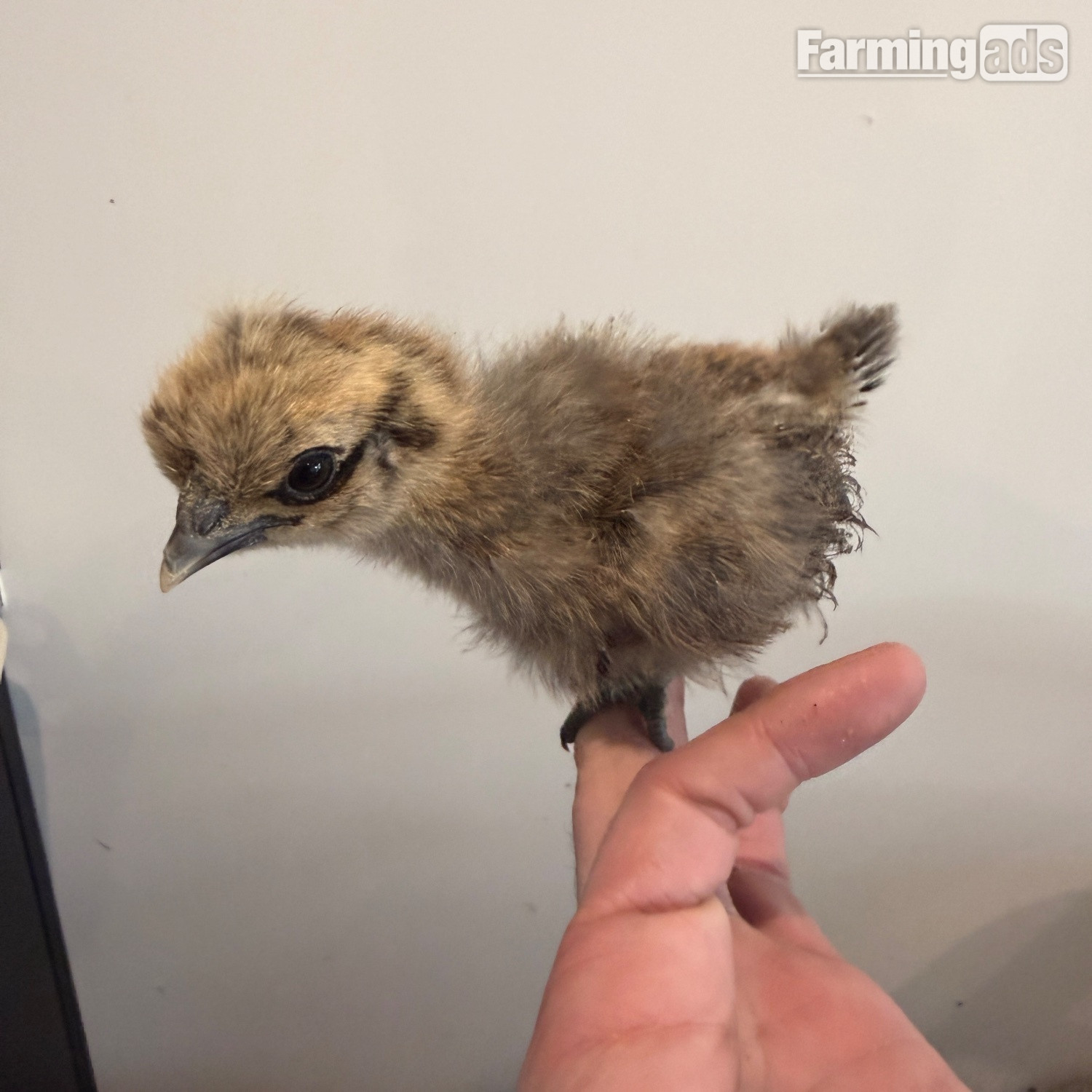 Silkie chicks mixed ages - {CATEGORY}