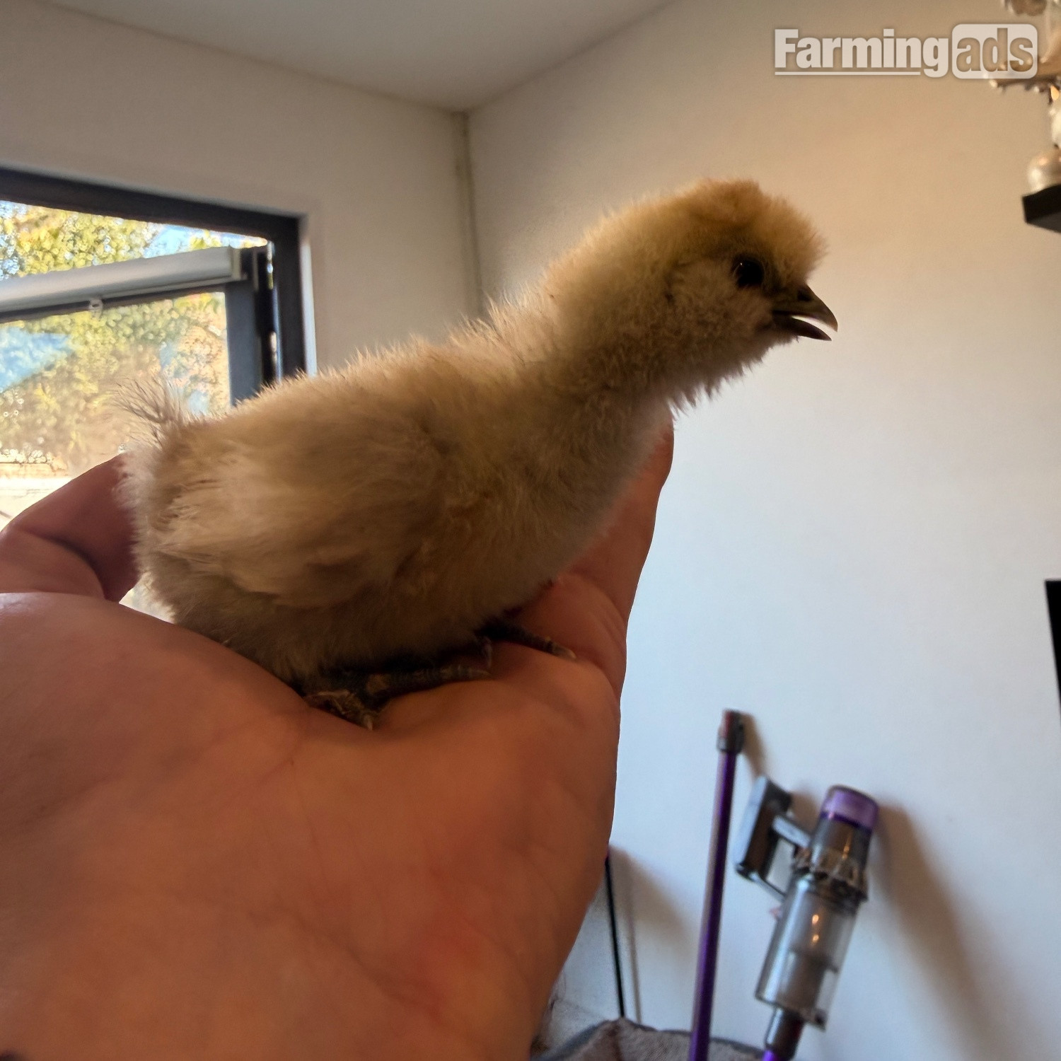 Silkie chicks mixed ages - {CATEGORY}