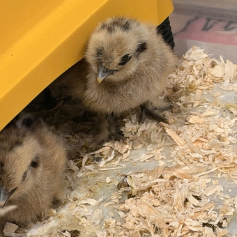 Silkie chicks mixed ages