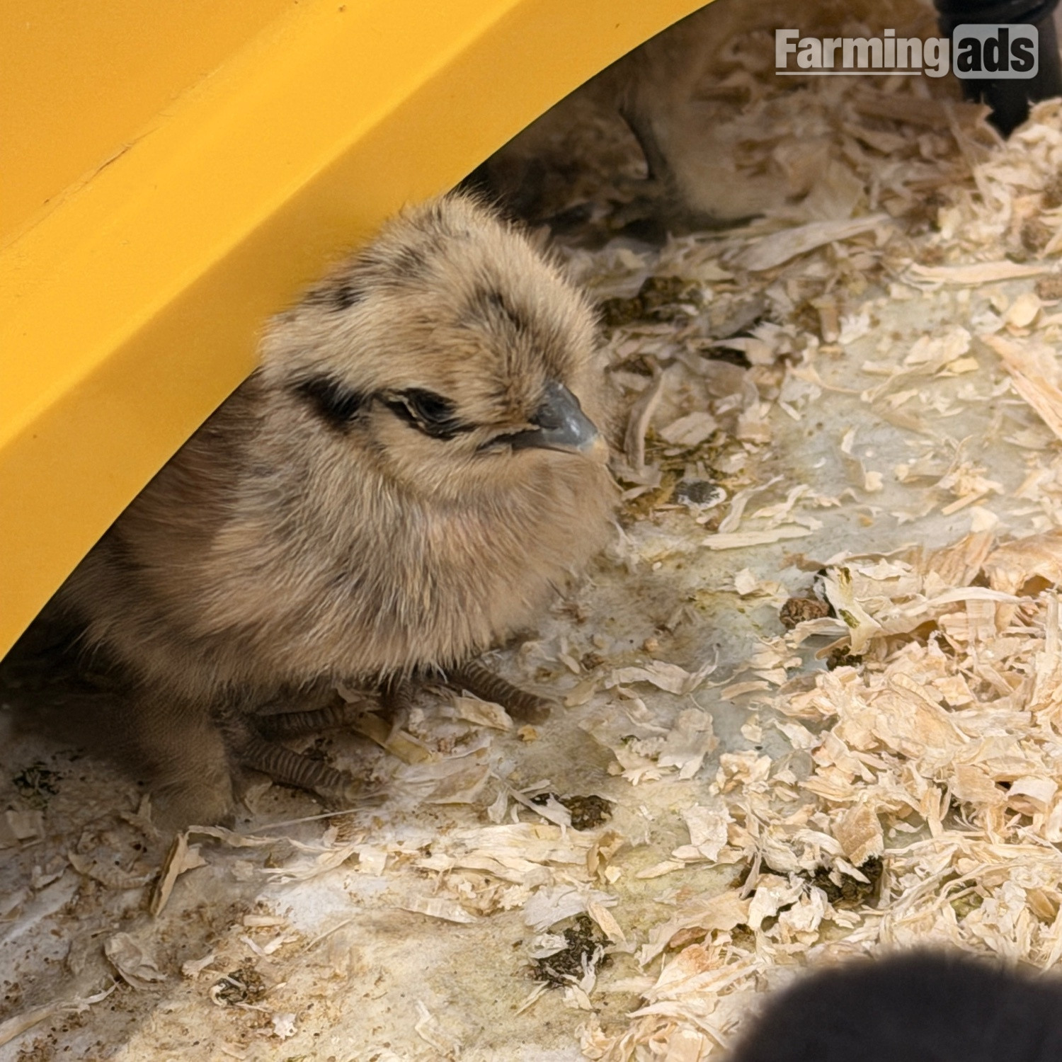 Silkie chicks mixed ages 
