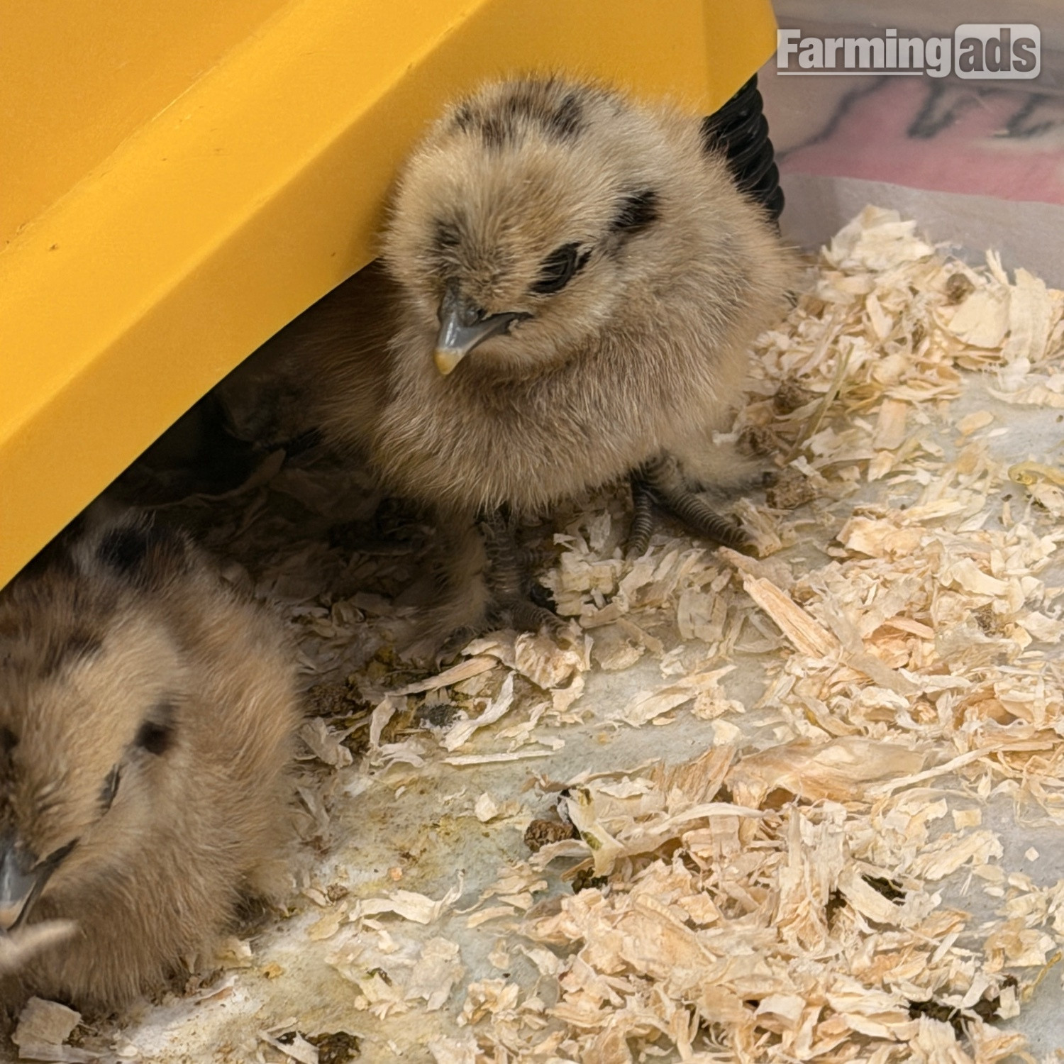 {CATEGORY} - Silkie chicks mixed ages
