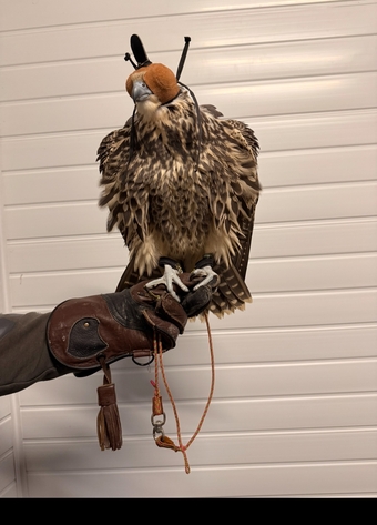 Peregrine / Sakers 