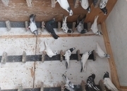 Pakistani Pigeons for sale