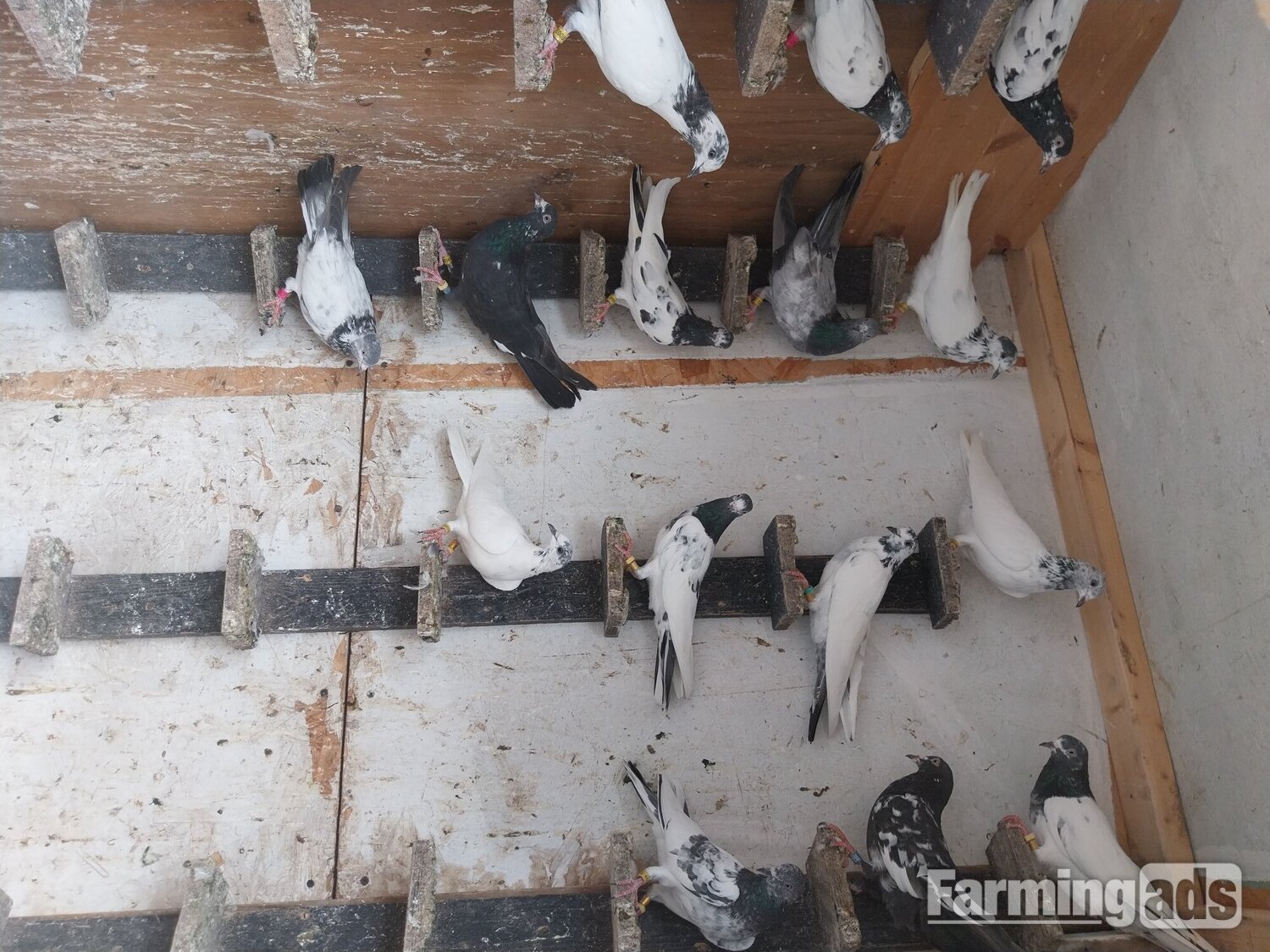 Pakistani Pigeons for sale
