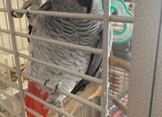Female gray and cage 