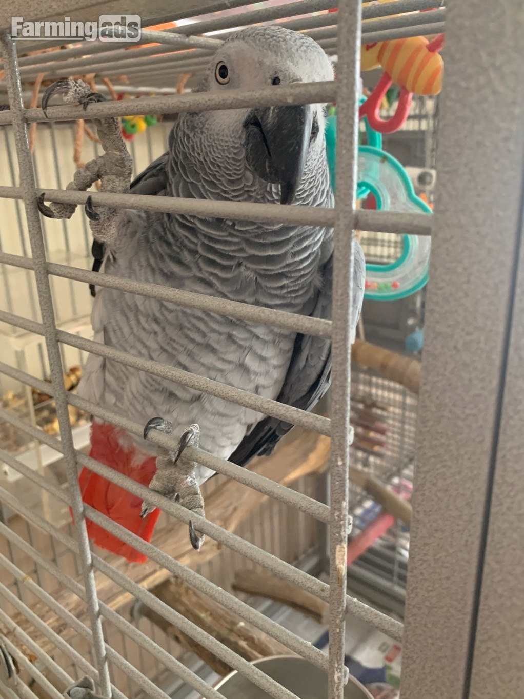Female gray and cage 