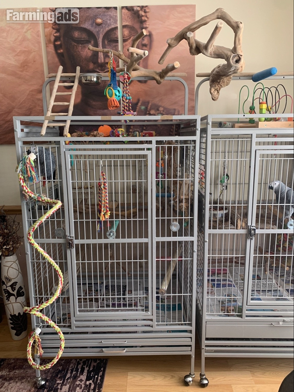 Female gray and cage 
