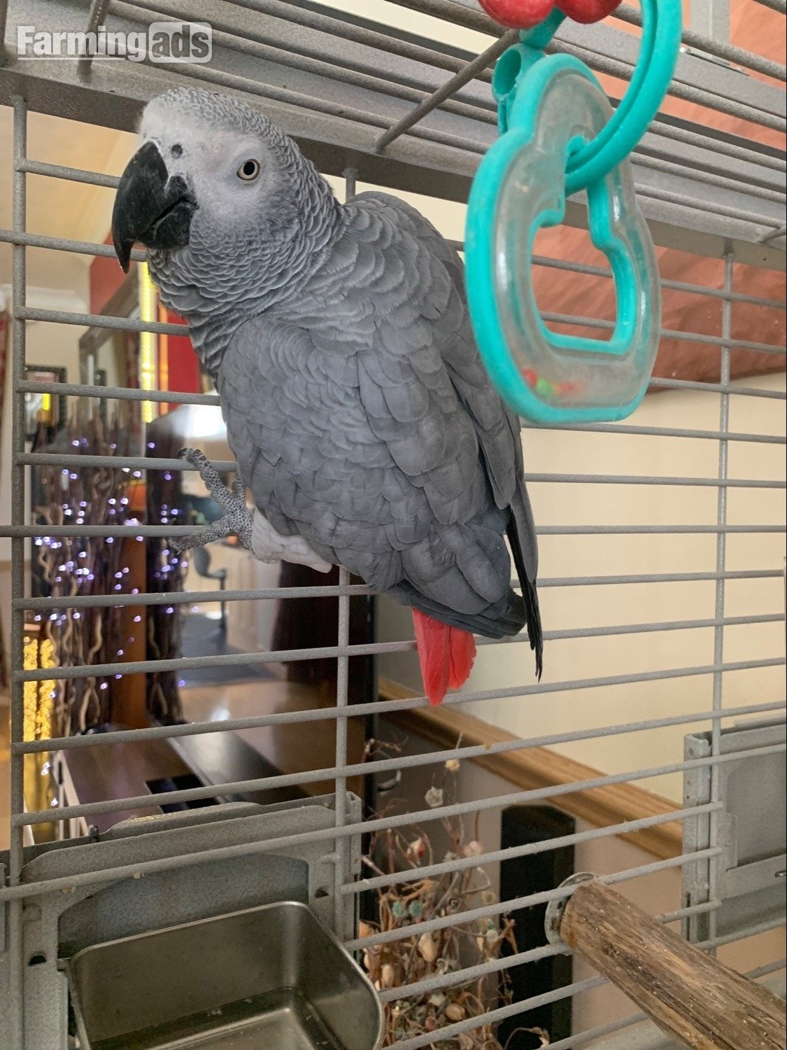  Female gray and cage 