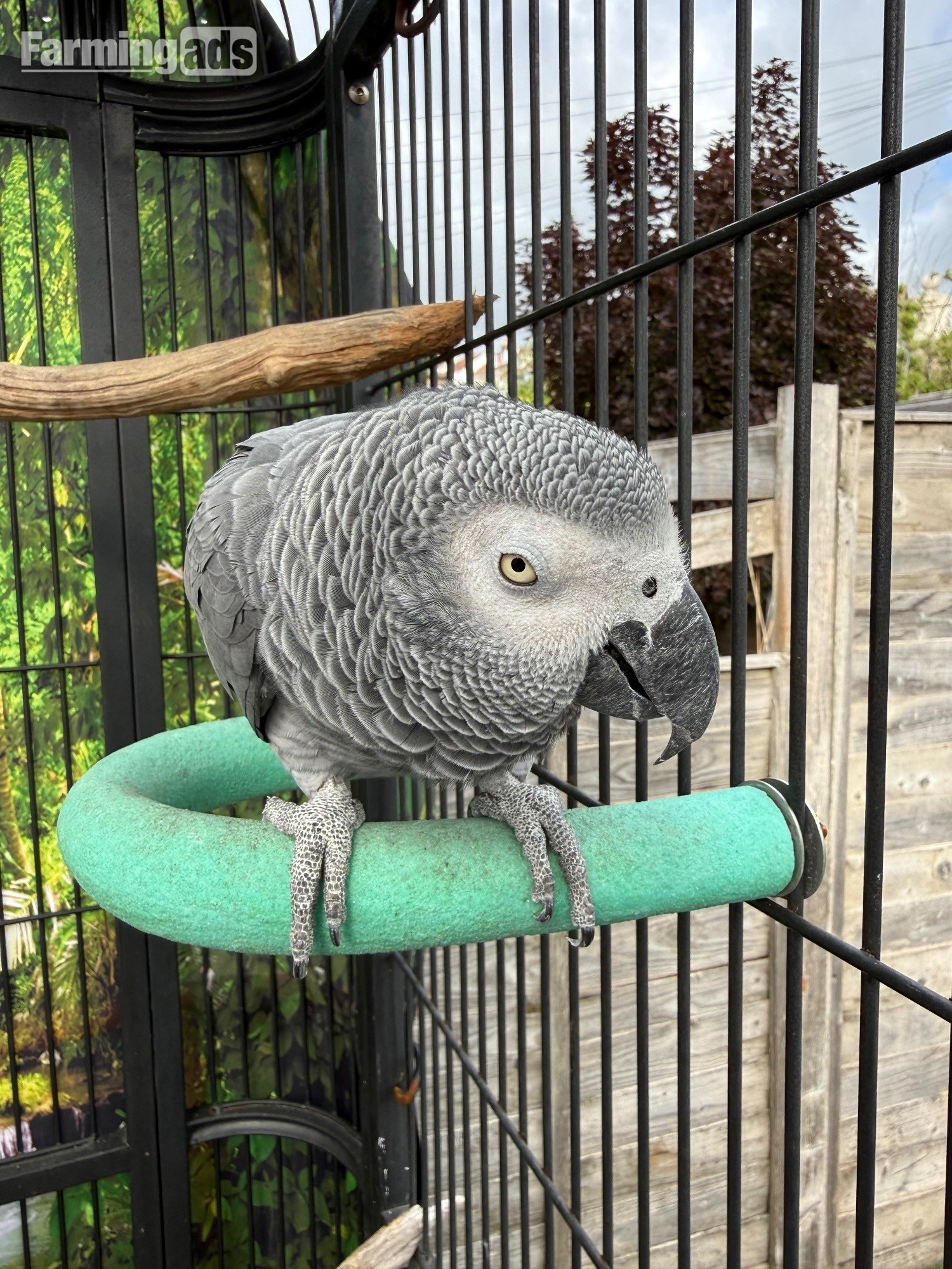Female gray and cage  - {CATEGORY}