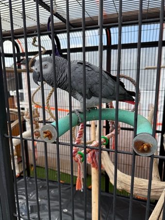 Female gray and cage 