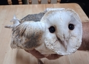  BARN OWL CHICK