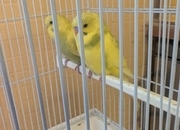 baby budgies yellow spangles