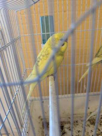 baby budgies yellow spangles