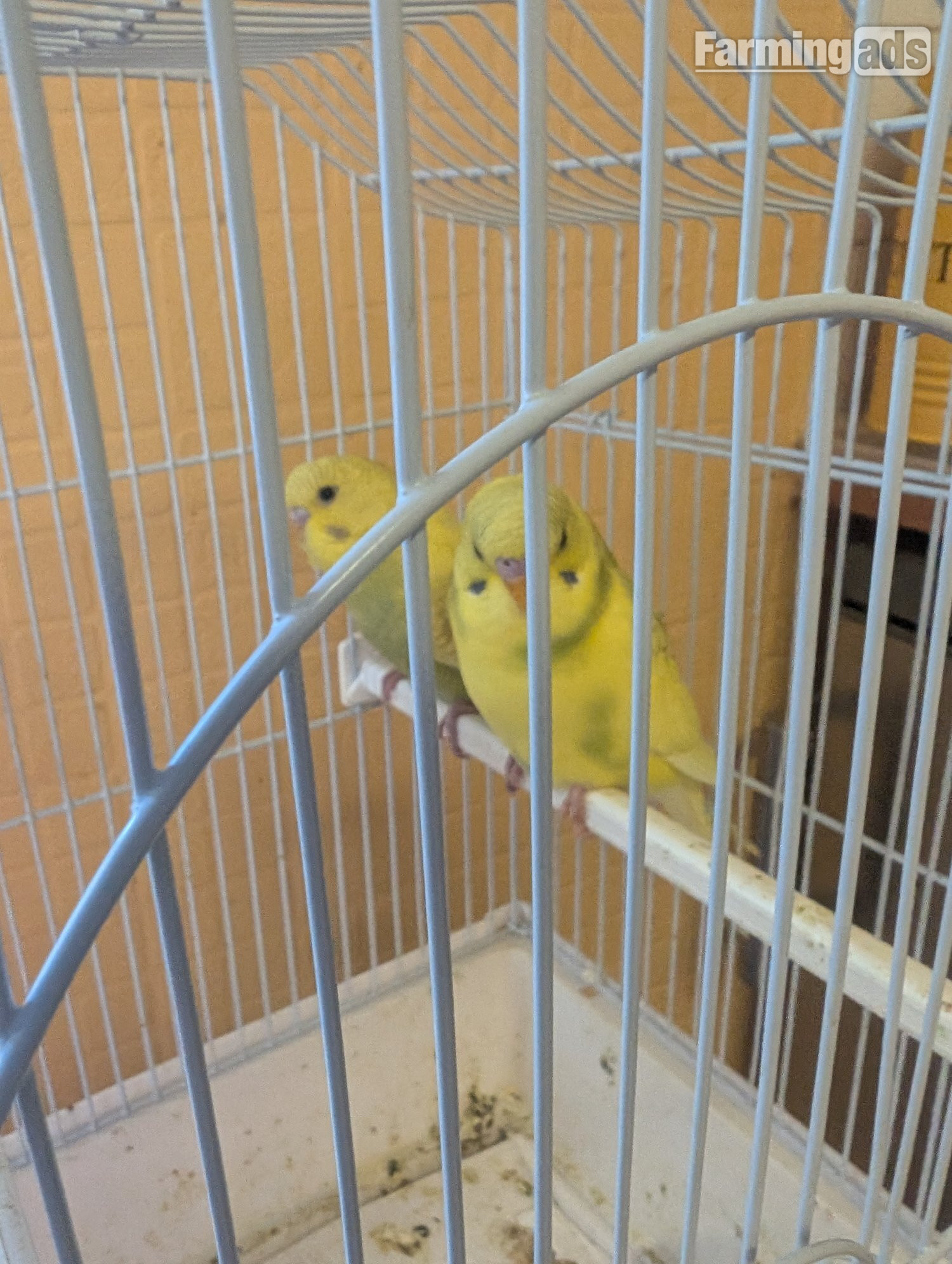 baby budgies yellow spangles