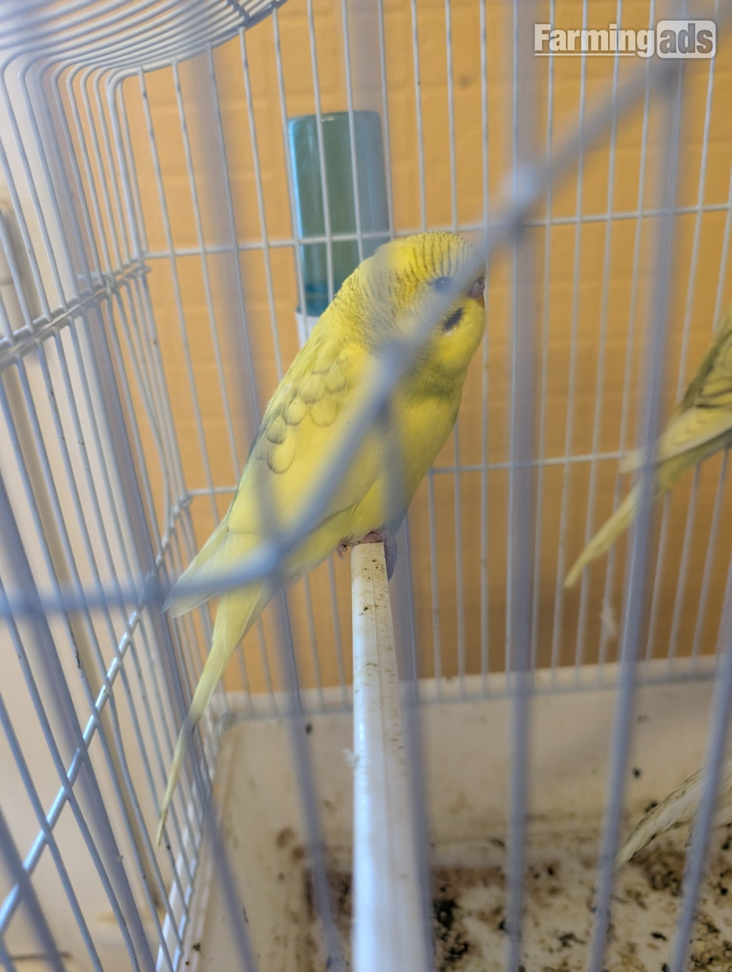  baby budgies yellow spangles