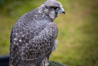 2026 Grey Parent Reared Gyrkin