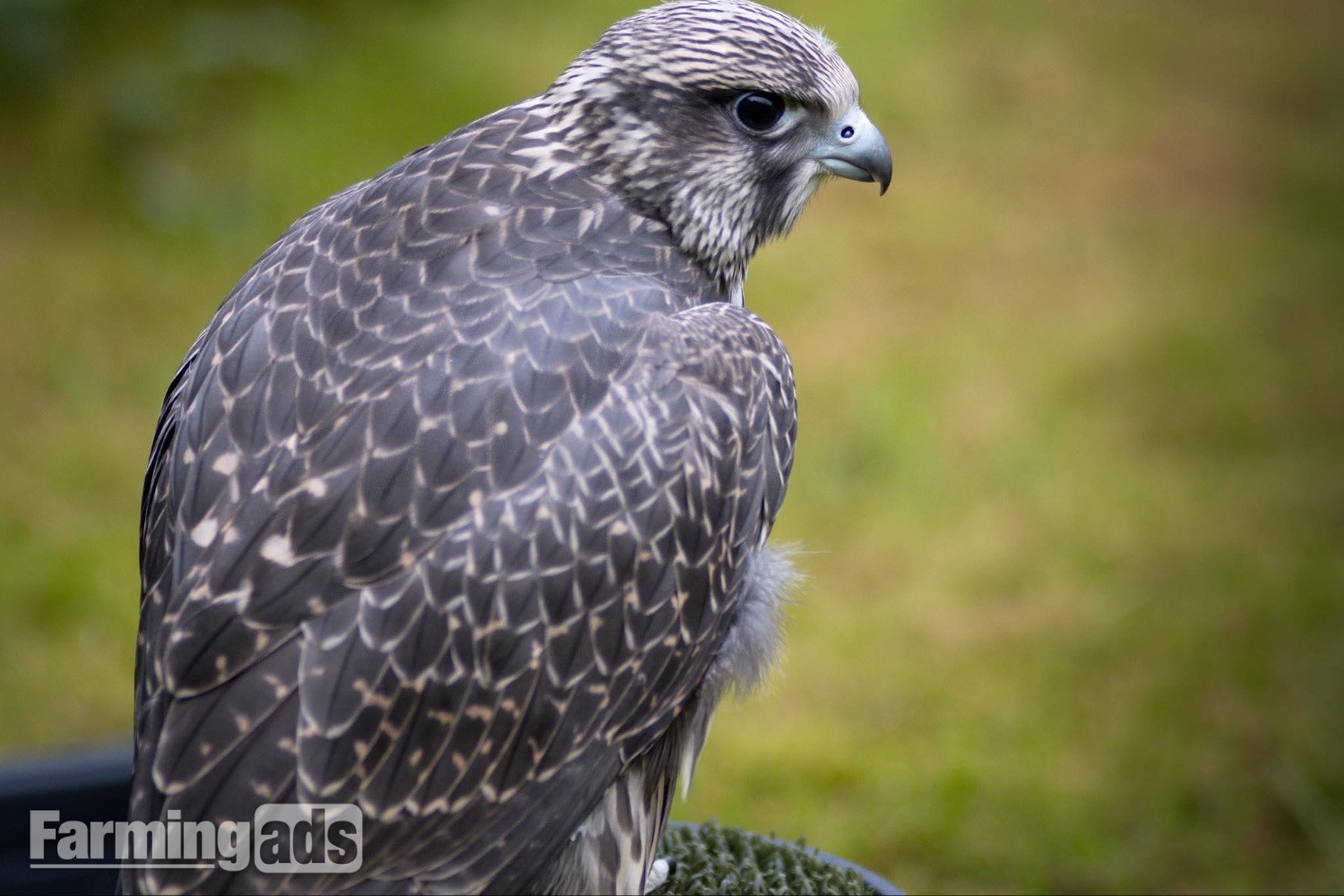 2026 Grey Parent Reared Gyrkin