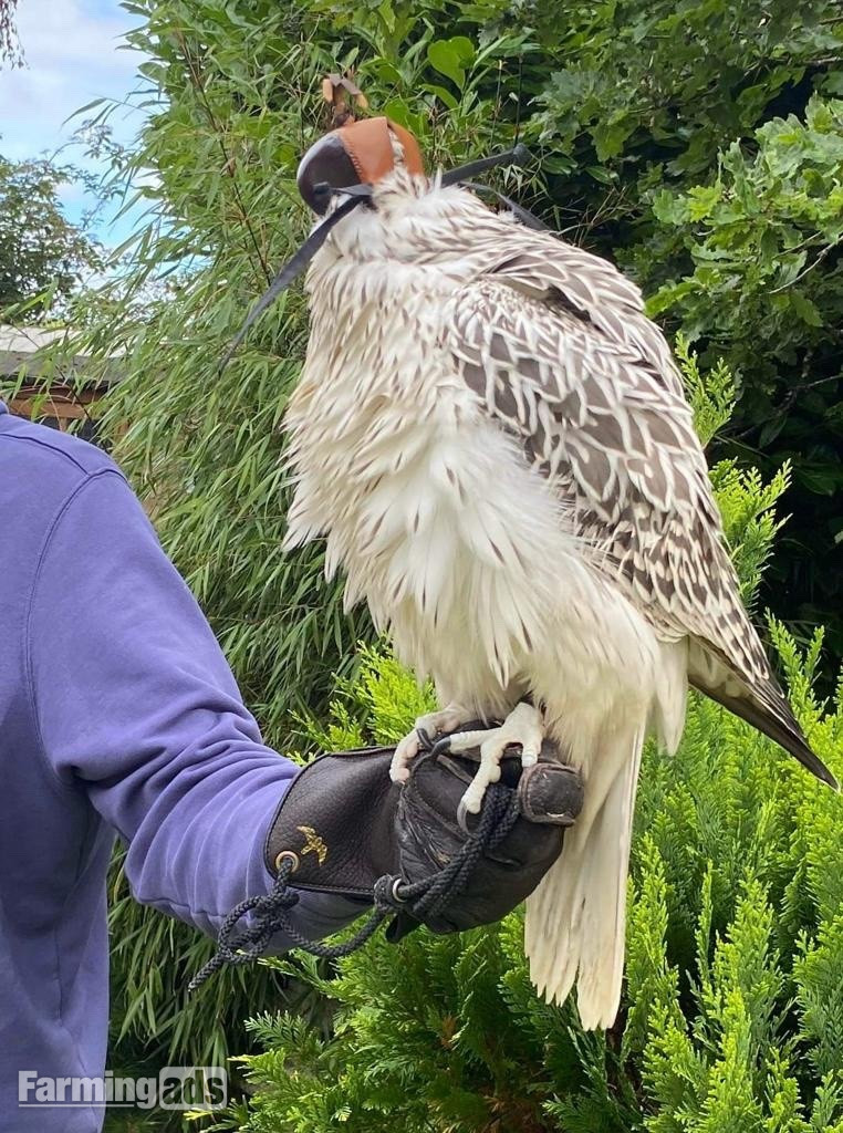 2026 Large White Gyr x Sakers