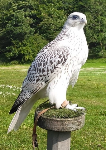 Breeding Pairs Gyr x Saker &amp; Gyr x Peregrine Falcons