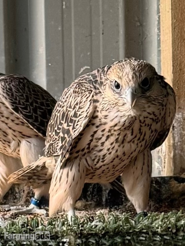 Breeding Pairs Gyr x Saker &amp; Gyr x Peregrine Falcons