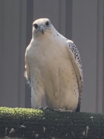 Breeding Pairs Gyr x Saker &amp; Gyr x Peregrine Falcons