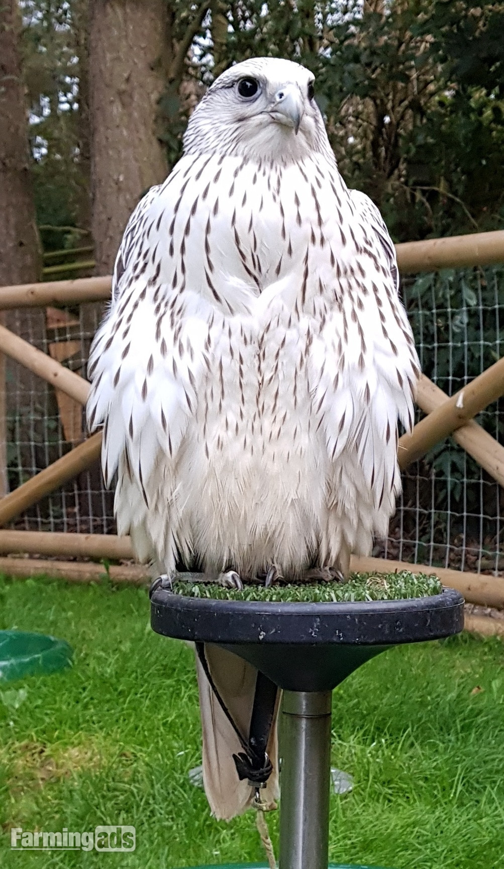  Breeding Pairs Gyr x Saker &amp; Gyr x Peregrine Falcons