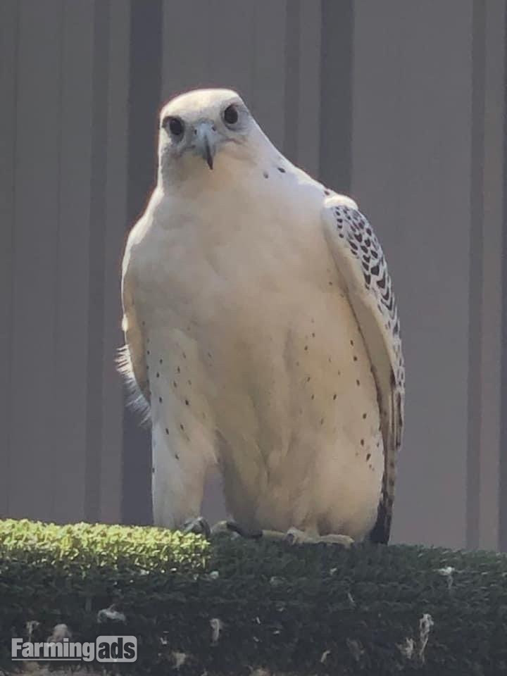 Breeding Pairs Gyr x Saker &amp; Gyr x Peregrine Falcons - {CATEGORY}