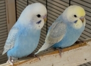 3 Beautiful Baby Greywing budgies