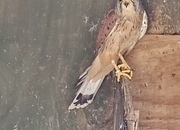 2015 Male Eurasian Kestrel 