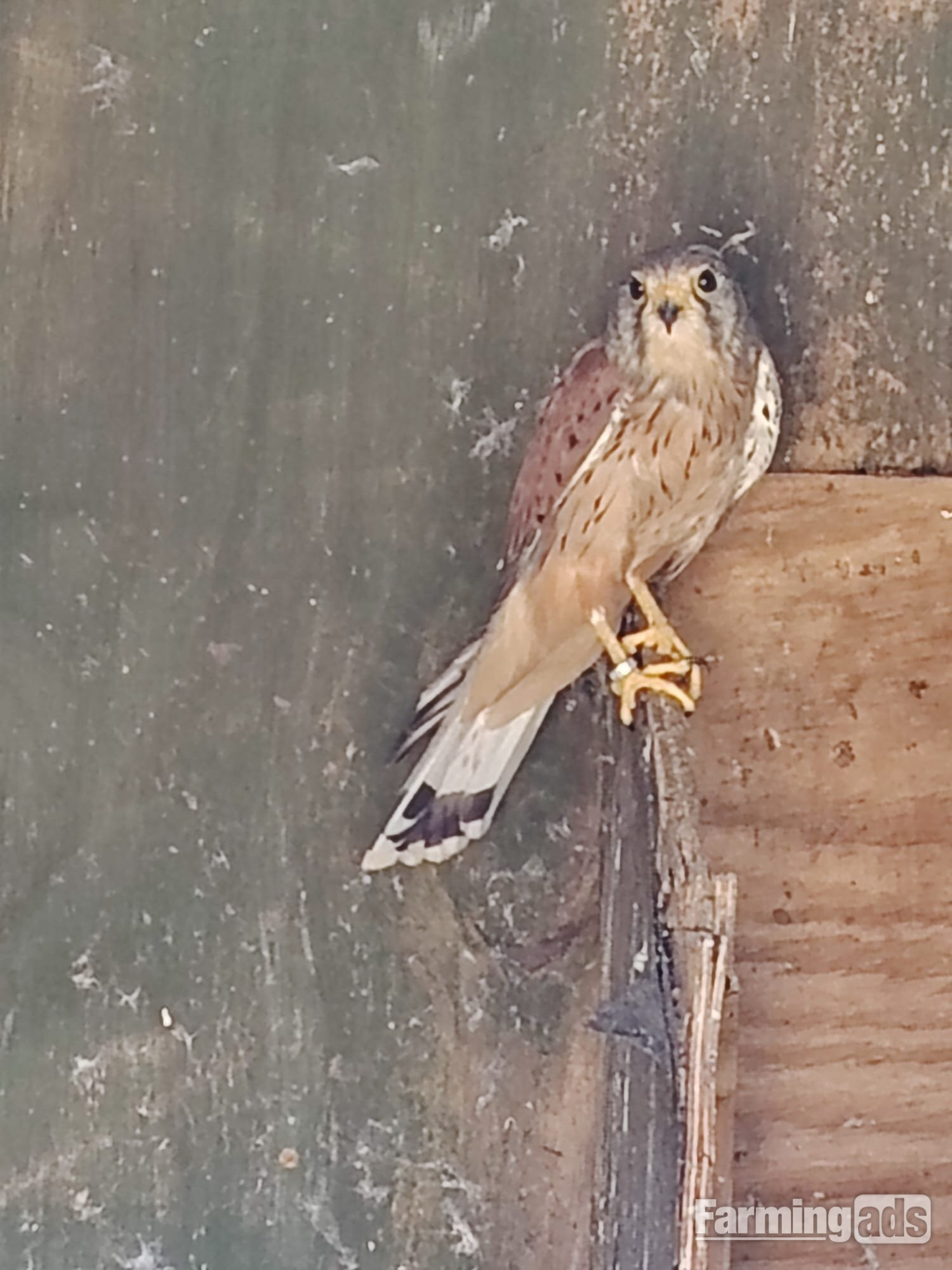 2015 Male Eurasian Kestrel 