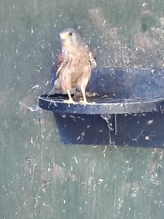 2015 Male Eurasian Kestrel 