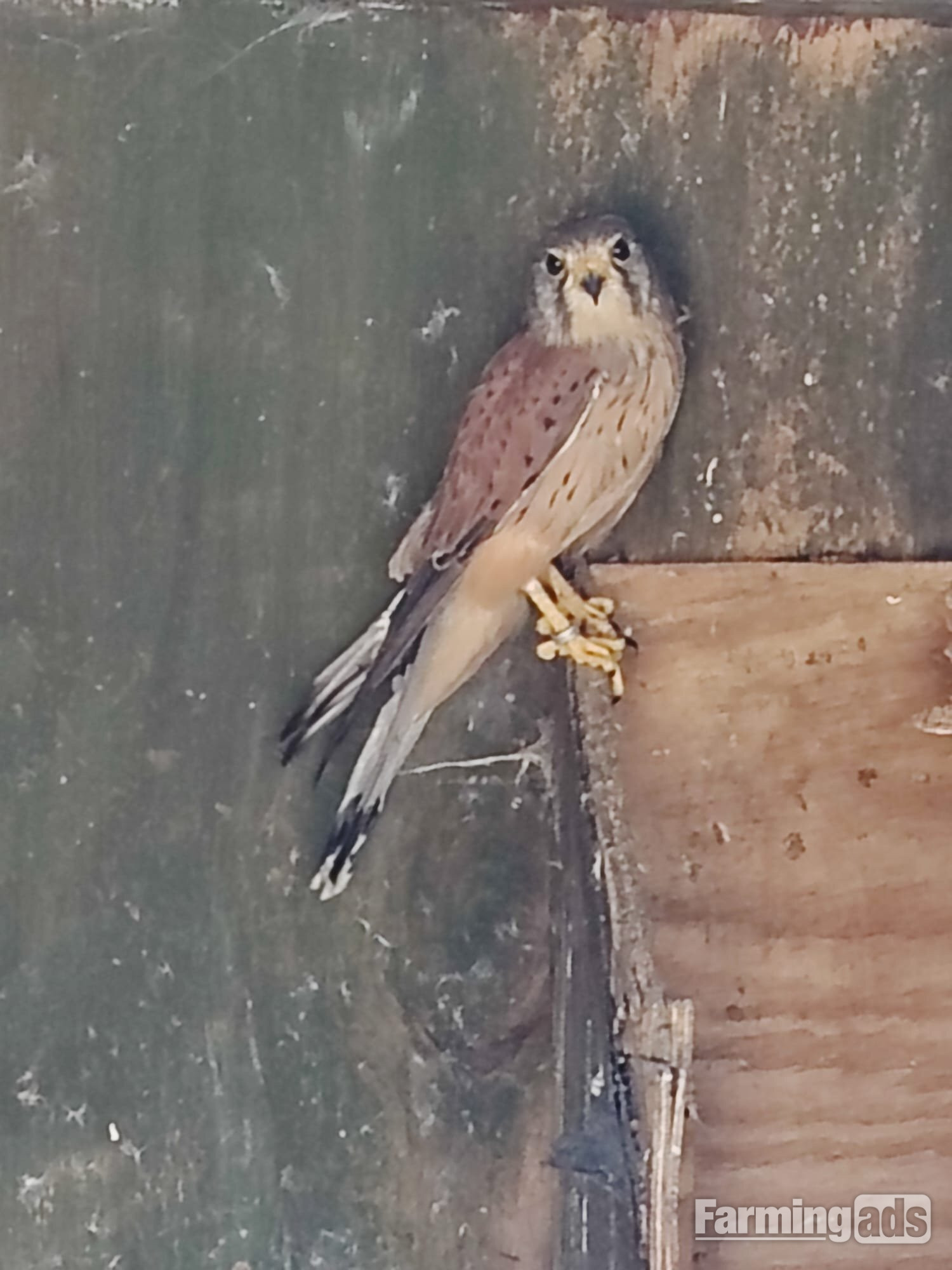 2015 Male Eurasian Kestrel 
