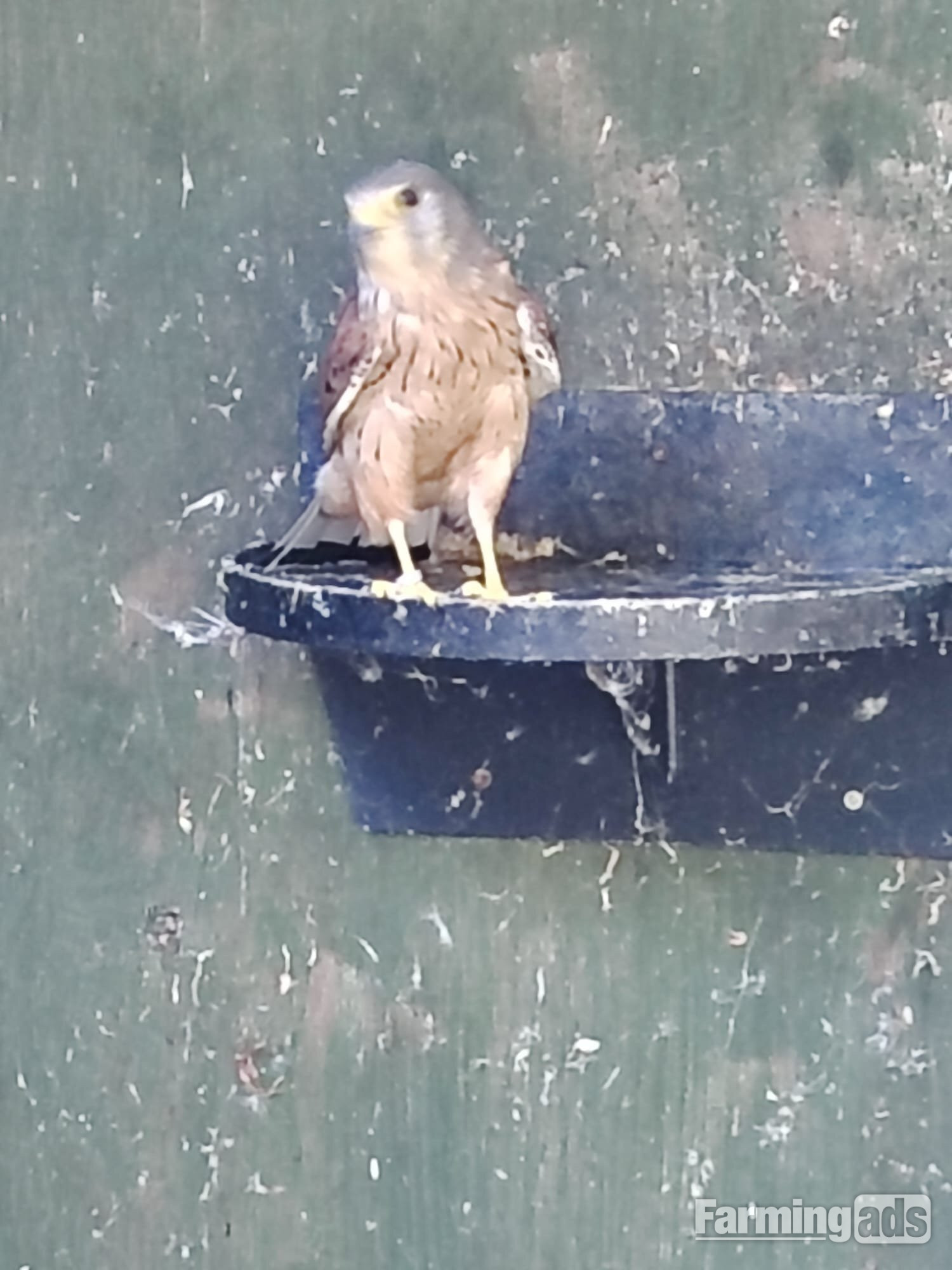  2015 Male Eurasian Kestrel 