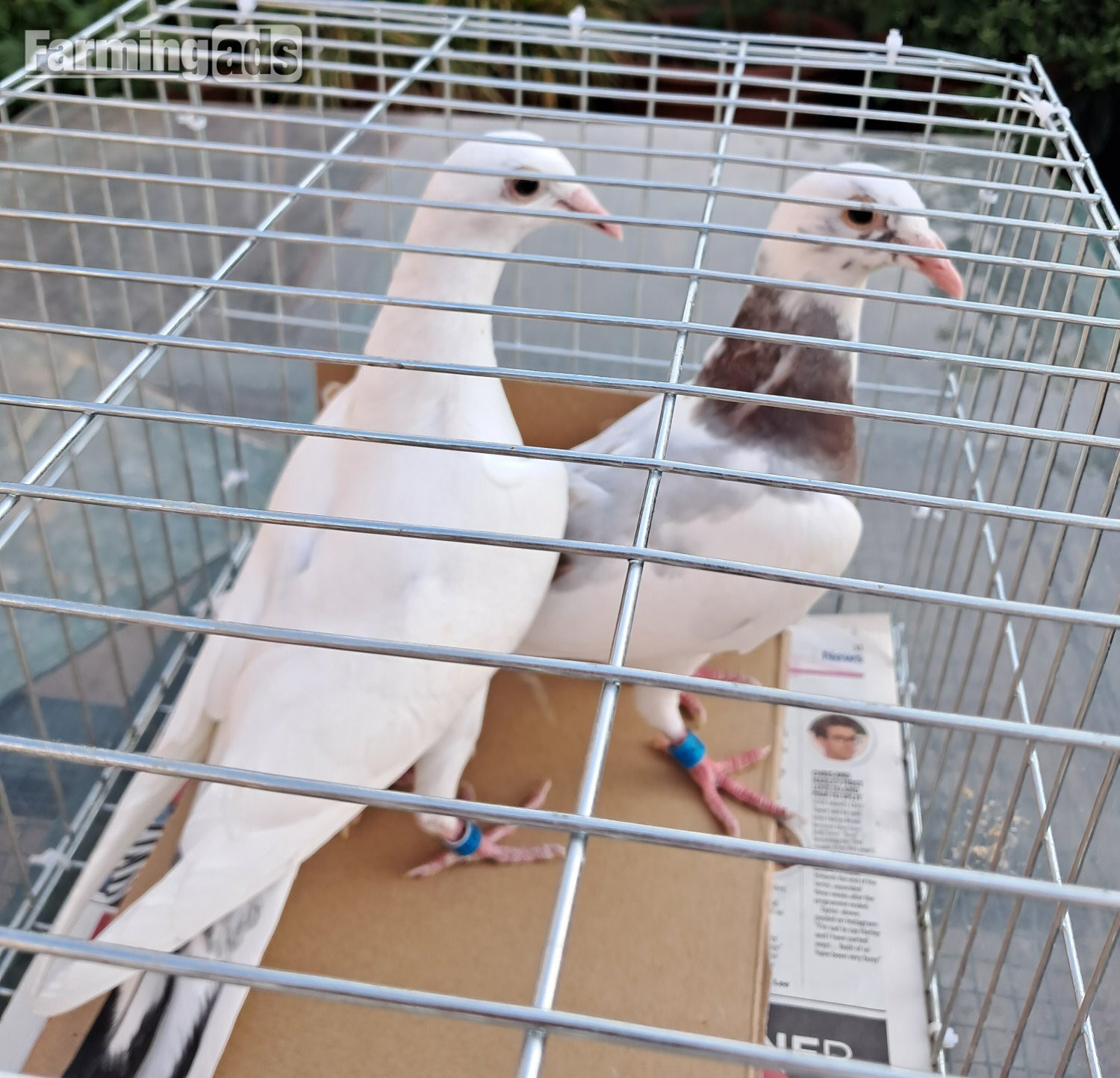 Qulity Racing baby Pigeons with 2026 rings