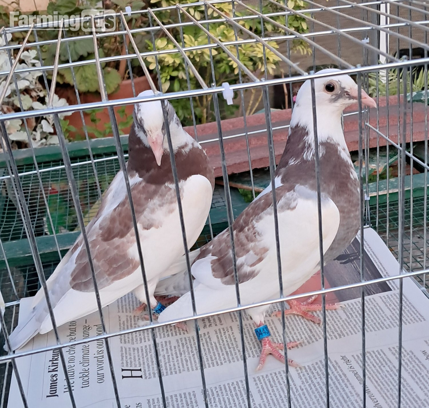 Qulity Racing baby Pigeons with 2026 rings