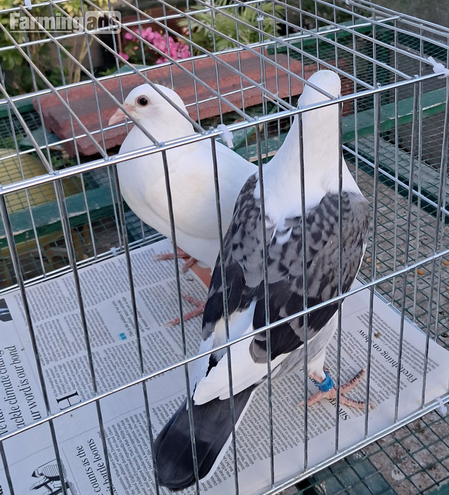 Qulity Racing baby Pigeons with 2026 rings