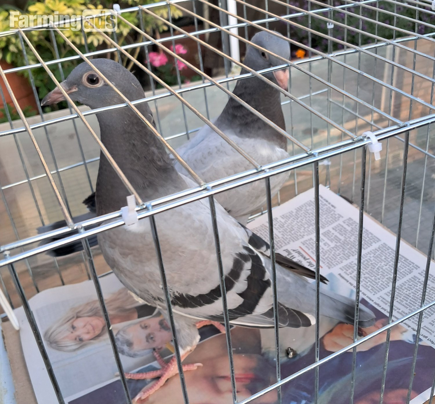 Qulity Racing baby Pigeons with 2026 rings