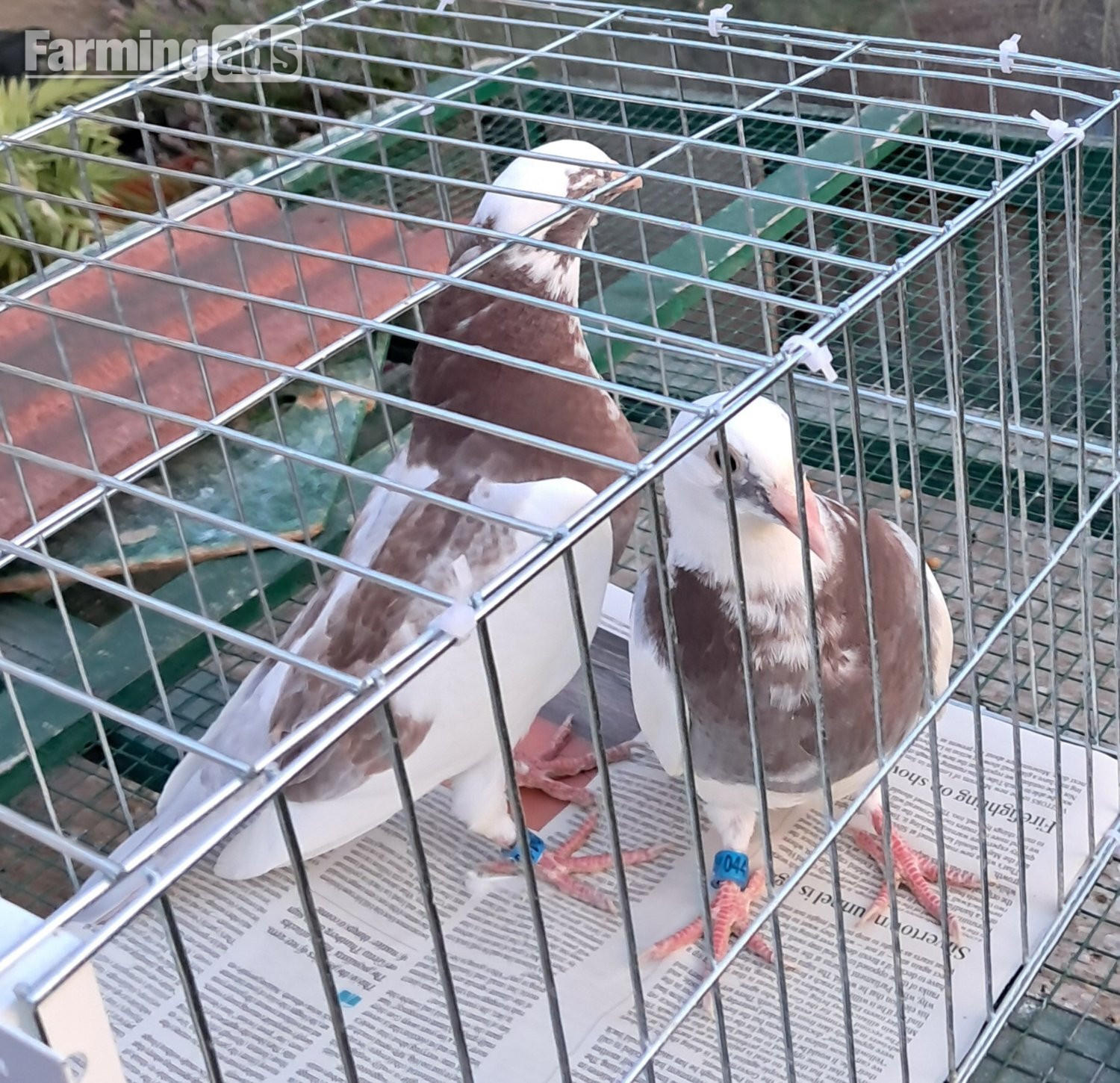  Qulity Racing baby Pigeons with 2026 rings