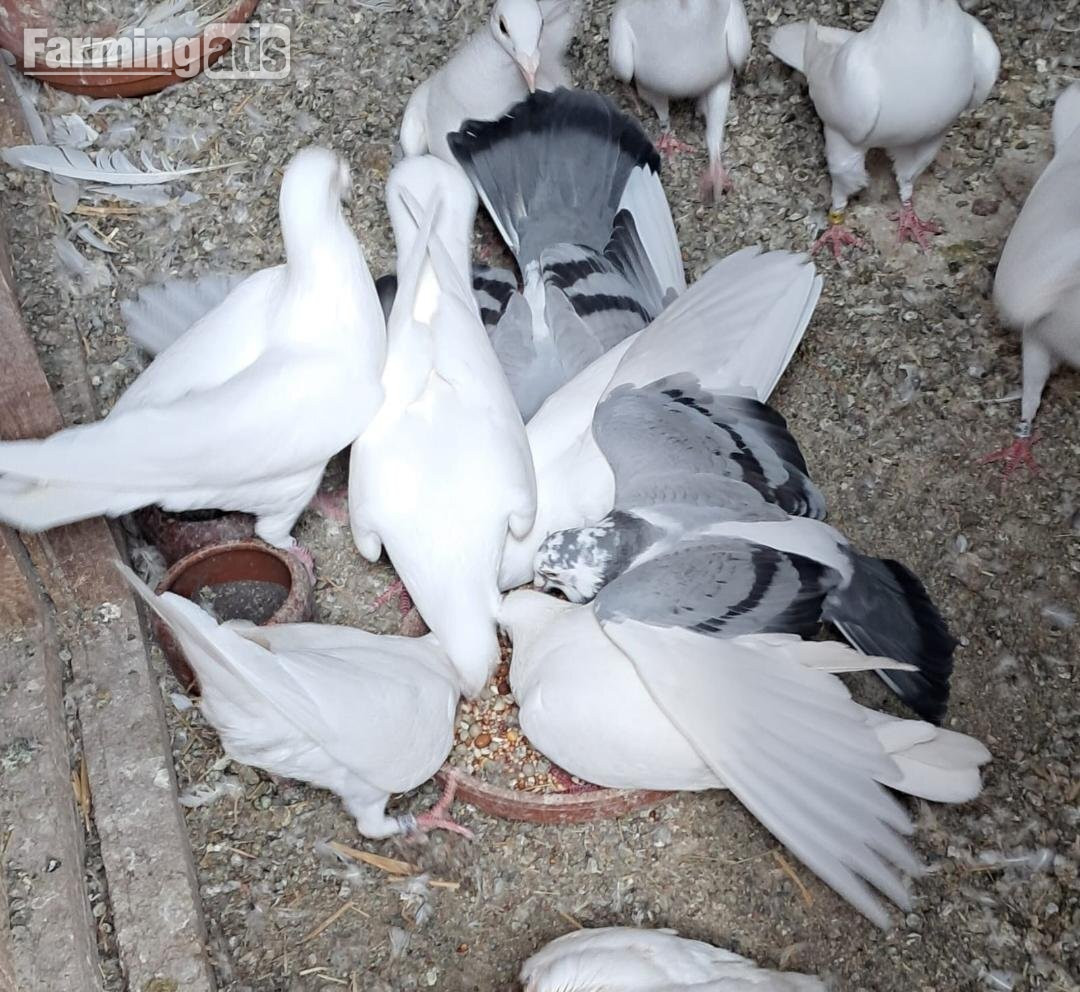 Qulity Racing baby Pigeons with 2026 rings - {CATEGORY}