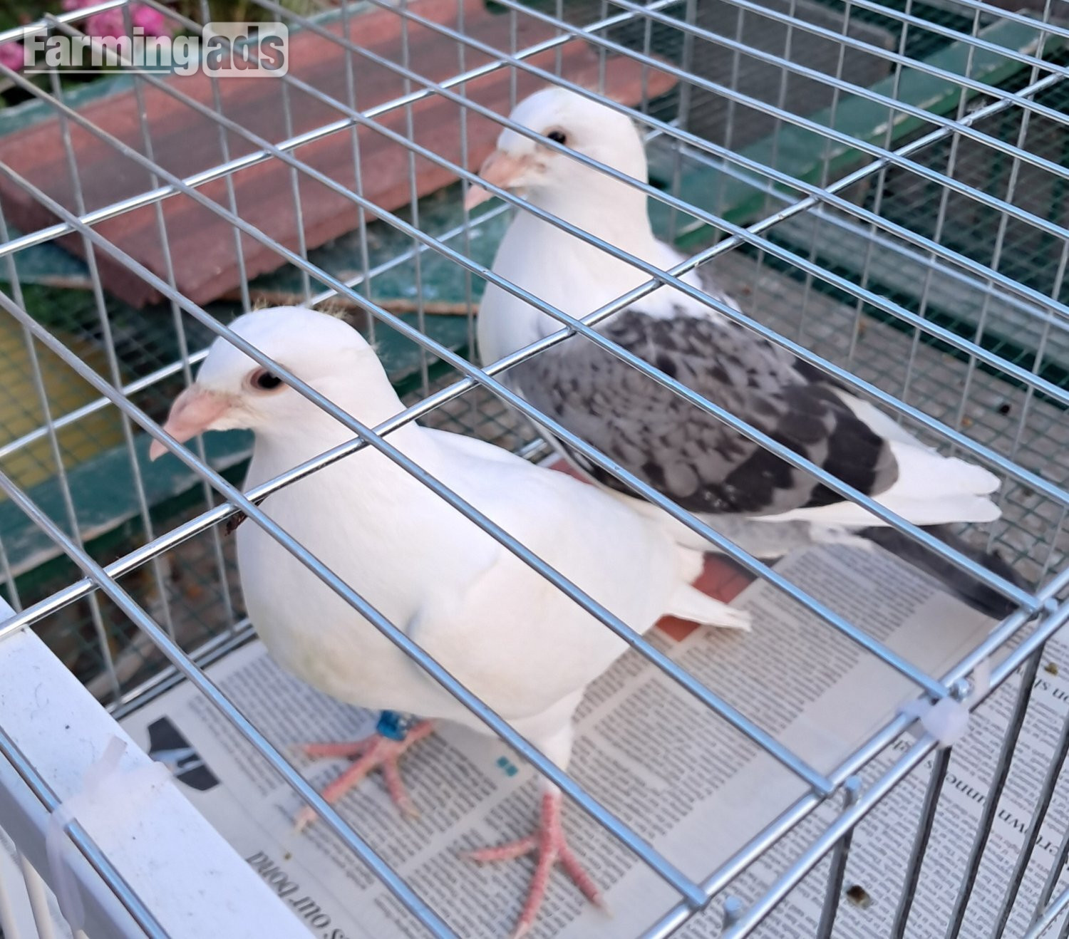 Qulity Racing baby Pigeons with 2026 rings - {CATEGORY}
