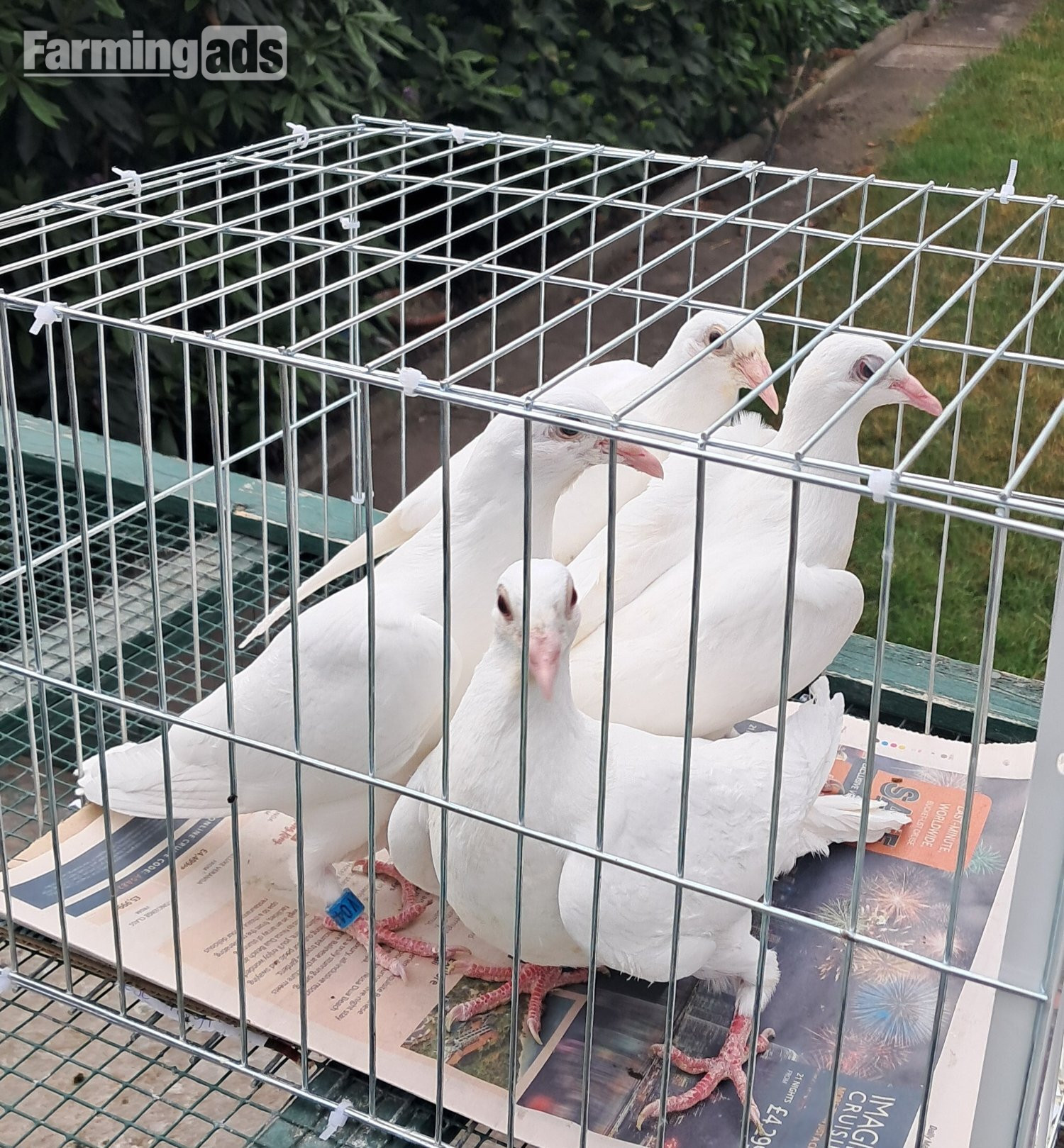 Qulity Racing baby Pigeons with 2026 rings 