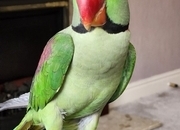 Pair of parrots Alexandrine 🦜 