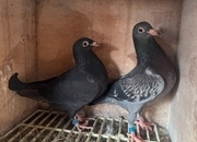 Racing pigeons for sale 