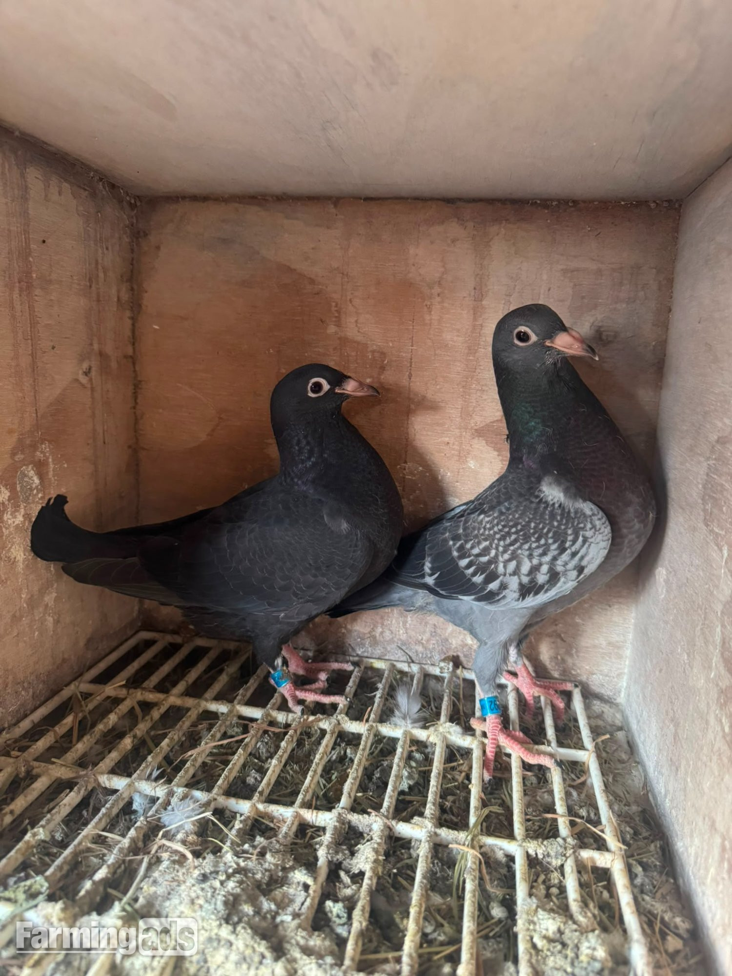 Racing pigeons for sale 